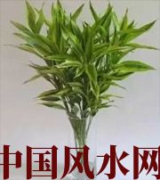 固原十二生肖养什么植物最旺财运？你知道吗！